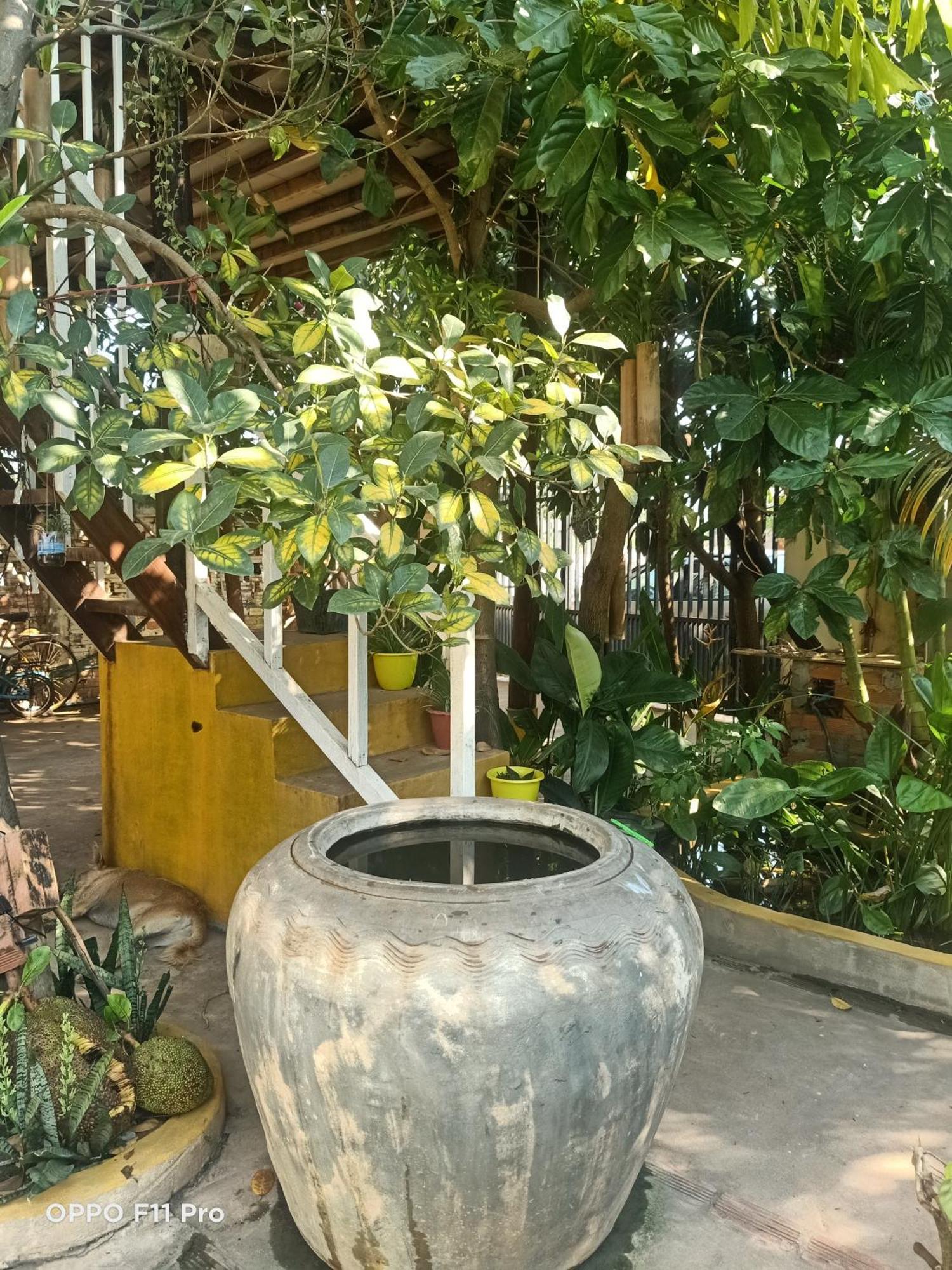 Homestay Yellow Natural House Siem Reap Eksteriør bilde